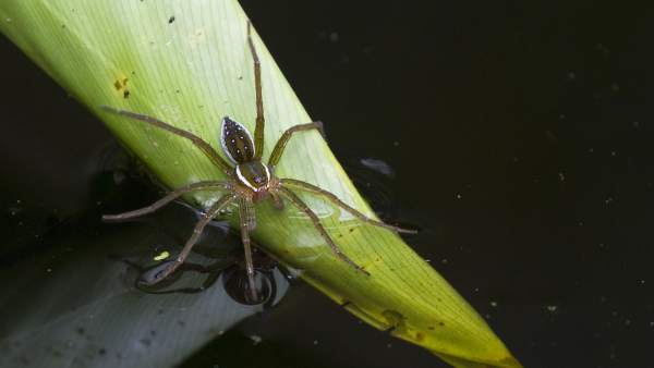 Araña Araña