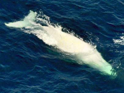 Ballena jorobada albina