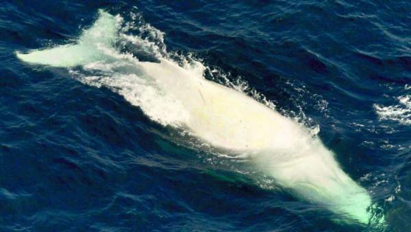 Ballena jorobada albina Ballena jorobada albina