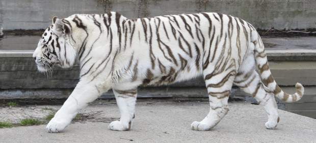 Tigre blanco de Bengala