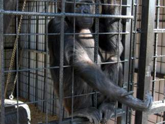 La chimpancé Cheeta