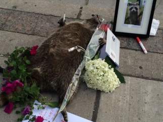 Mapache muerto en Toronto