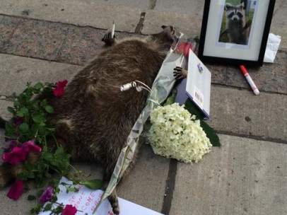Mapache muerto en Toronto