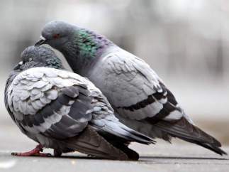 Palomas