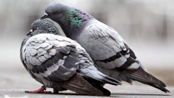 Palomas Palomas