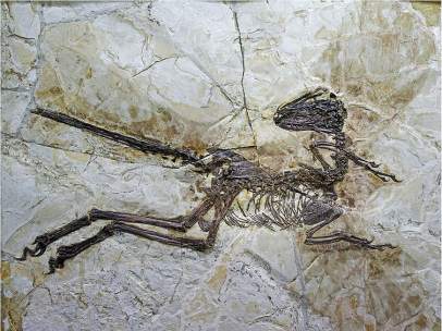 Descubren en China un dinosaurio con plumas