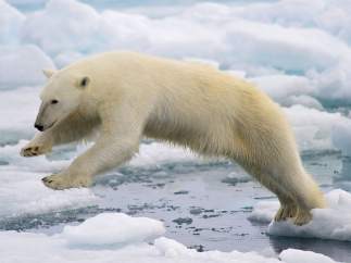 Oso polar