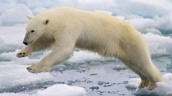 Oso polar Oso polar