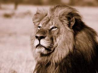 Cecil