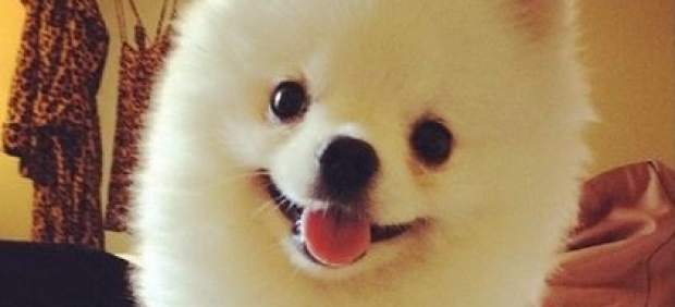 Perro de raza Pomerania.