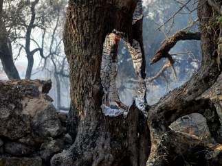 Árbol calcinado por incendio forestal de la Sierra de Gata.