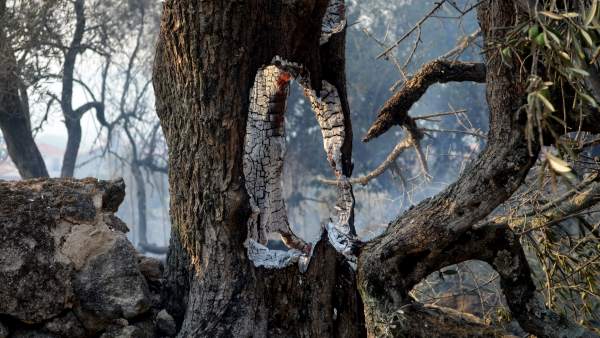 Árbol calcinado por incendio forestal de la Sierra de Gata. Árbol calcinado por incendio forestal de la Sierra de Gata.