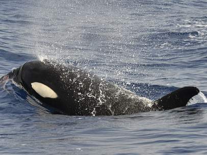 Orca en la isla de El Hierro