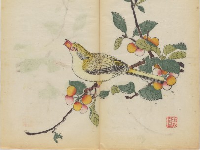 Oriole eating a cherry
