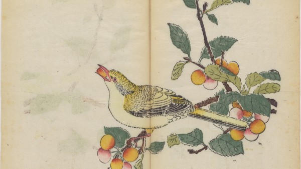 Oriole eating a cherry Oriole eating a cherry