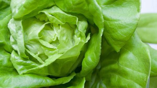 lechuga lechuga