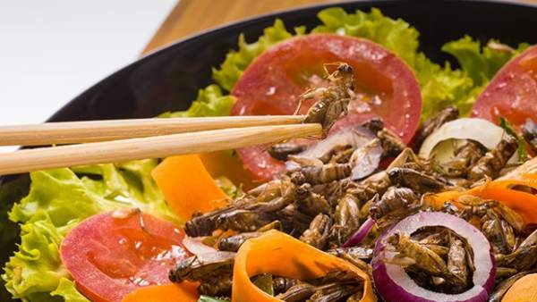 Ensalada de insectos Ensalada de insectos