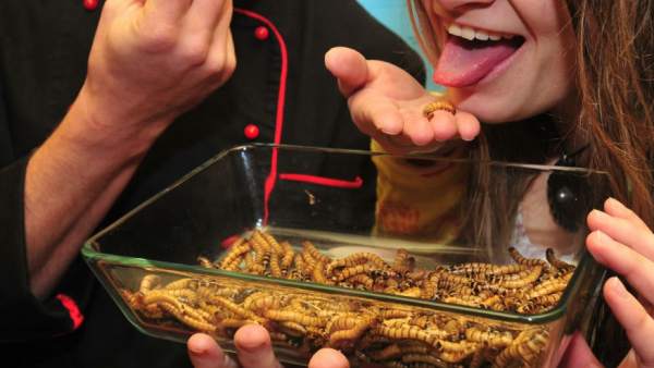 Comer insectos Comer insectos