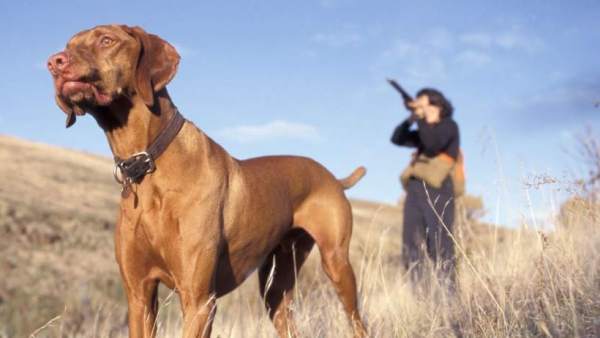 Un cazador y su perro Un cazador y su perro