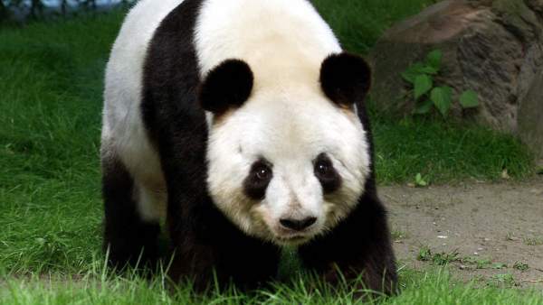 Oso panda Oso panda