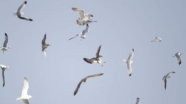 Gaviotas Gaviotas