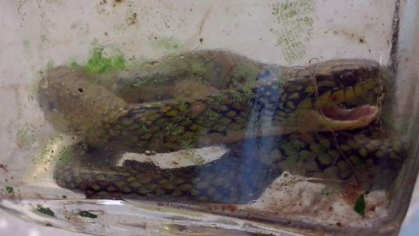 Cría de serpiente venenosa Cría de serpiente venenosa