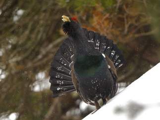 Urogallo