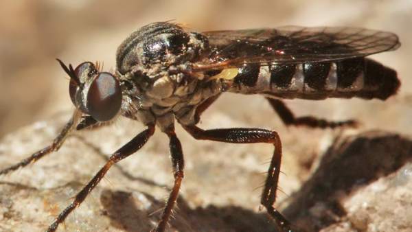 Mosca Mosca