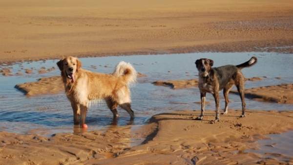 Perros en la playa Perros en la playa
