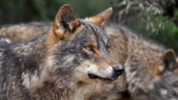Lobos Lobos