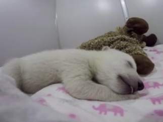Oso polar durmiendo