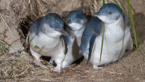 Pingüinos azules Pingüinos azules