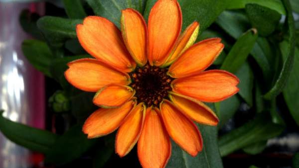 La primera flor que crece en el espacio La primera flor que crece en el espacio