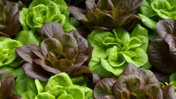 Lechuga Lechuga
