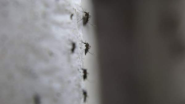Zika Zika