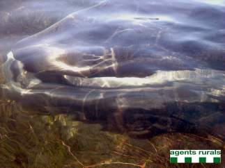 El cadáver de la ballena encontrada en el Delta del Ebro