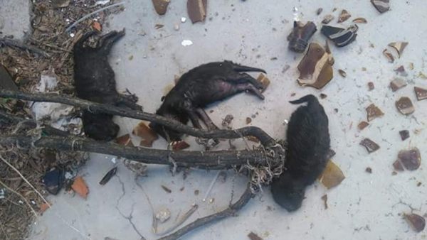 Tres cachorros muertos a botellazos Tres cachorros muertos a botellazos
