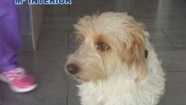 Perro maltratado en Maspalomas Perro maltratado en Maspalomas