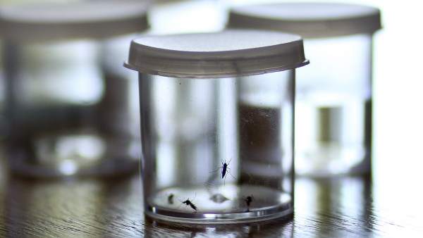 Mosquito Mosquito