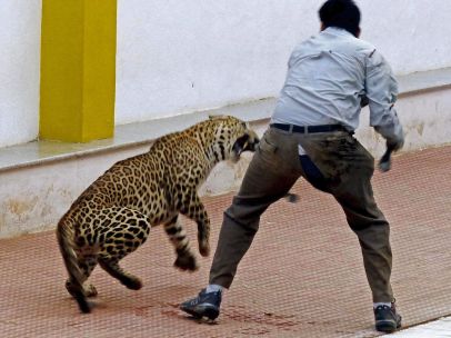Leopardo irrumpe en una escuela