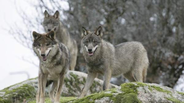 Lobos ibéricos Lobos ibéricos