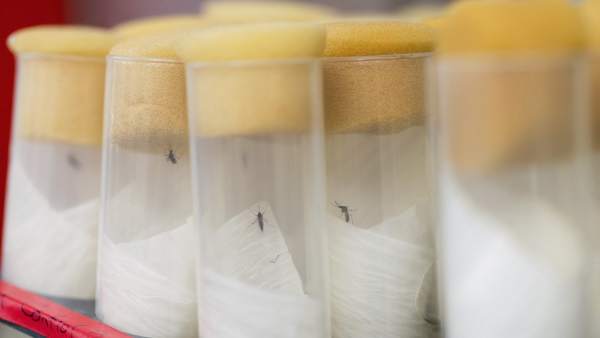 Mosquitos del virus del Zika Mosquitos del virus del Zika