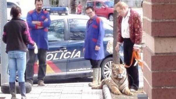 Capturan un tigre escapado de un circo en Andújar Capturan un tigre escapado de un circo en Andújar