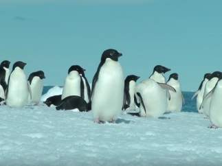 Pingüino adelaida