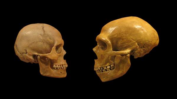 Neandertal y Sapiens Neandertal y Sapiens