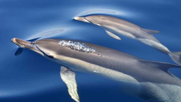 Delfines Delfines