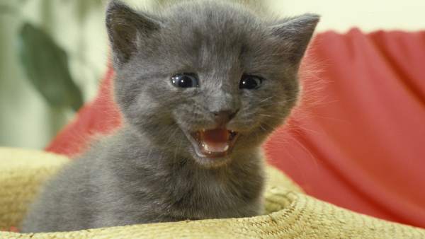 Gato maullando Gato maullando