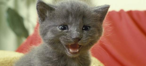 Gato maullando
