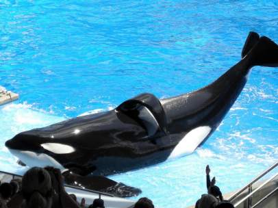Tilikum