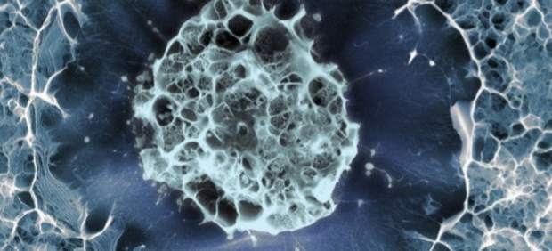 Célula madre humana